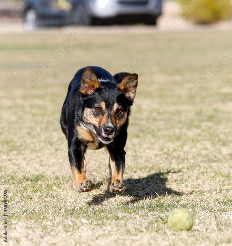 Black and tan dog running across the grass