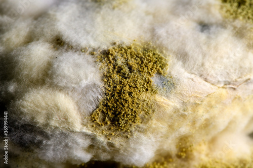 Close-up of bread with fungus
