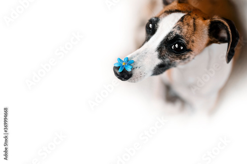 Fototapeta Naklejka Na Ścianę i Meble -  Cute whippet puppy holding a little blue Hepatica Nobilis flower on the nose. Corner picture composition with copy space. Beautiful background for design, banner, invitation, package, greeting card..