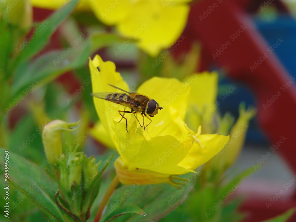 Naklejka premium wasp on flower
