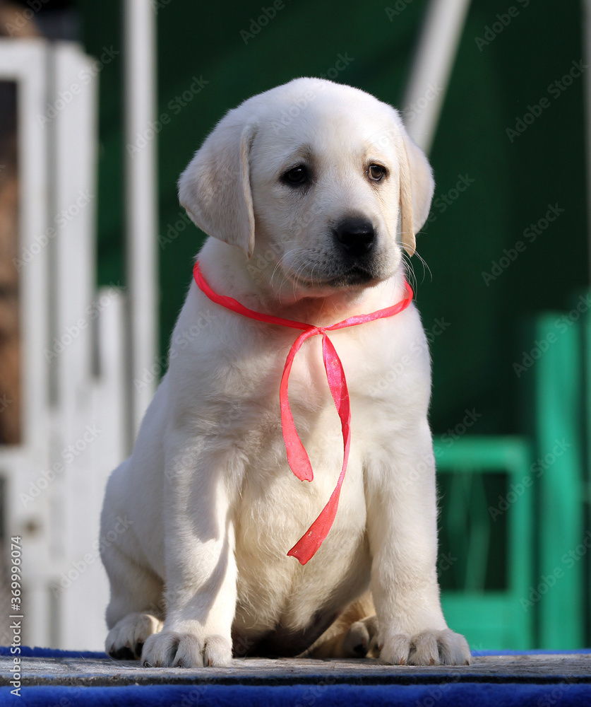 sweet labrador puppy on a blue background