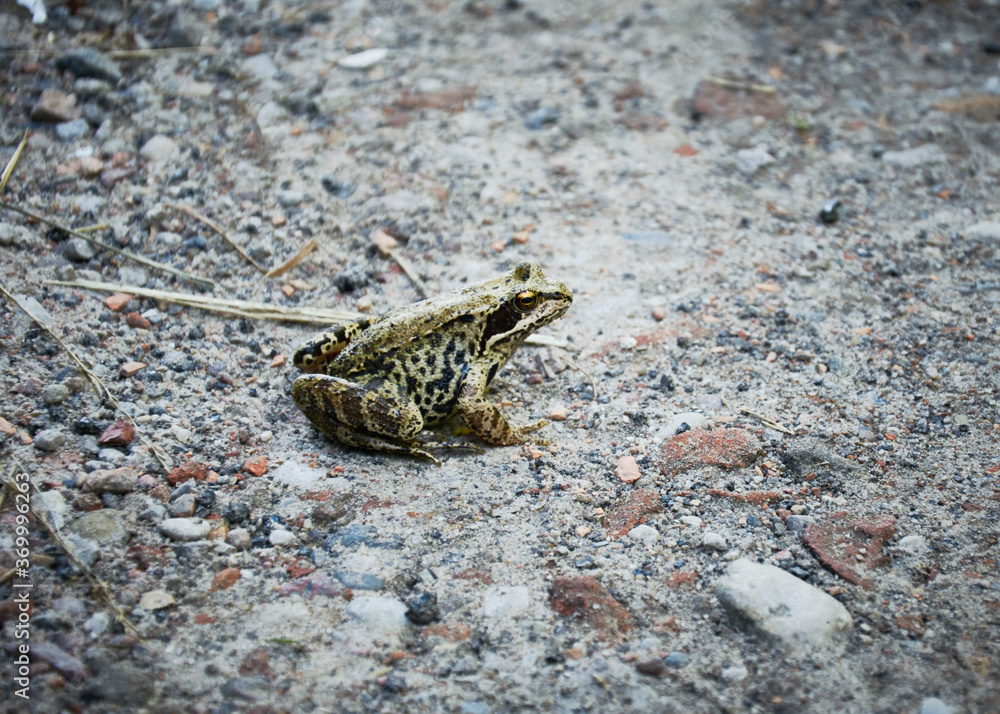 frog on the road frog on the road