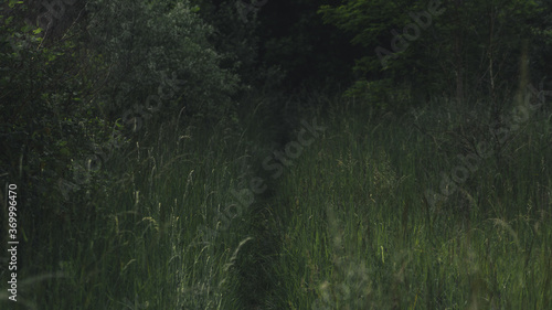 Zarośnięta ścieżka  © spacer.z.aparatem 