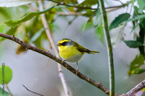 Golden Bush Robin bird India