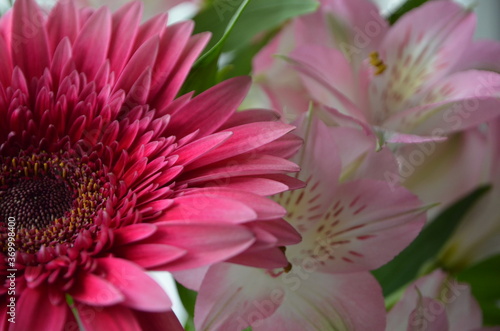 Beautiful bouquet with gerberas. Fresh large pink flowers