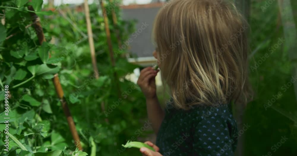 Preschooler picking and eating peas in vegetable garden Preschooler picking and eating peas in vegetable garden