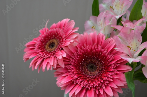 Beautiful bouquet with gerberas. Fresh large pink flowers