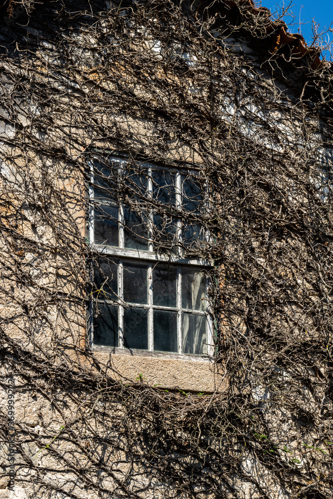 Close up of abandoned house window surrounded by roots Close up of abandoned house window surrounded by roots