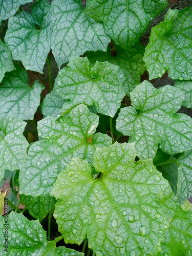 Canvas Print Water droplets on leaves Stock Photo