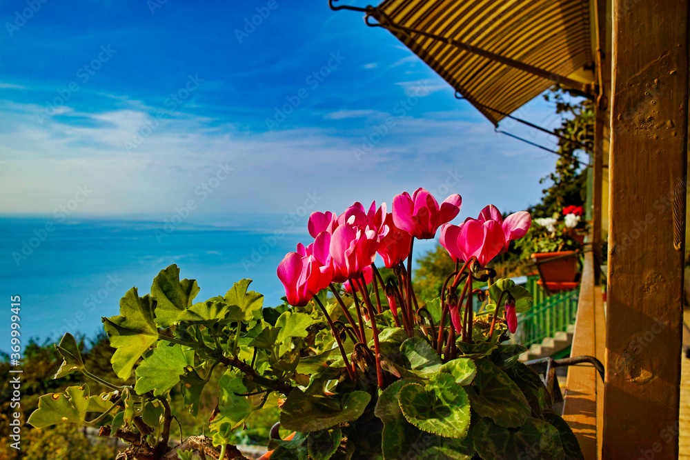 Marine panorama from Campiglia La Spezia Italy in the foreground of red cyclamen