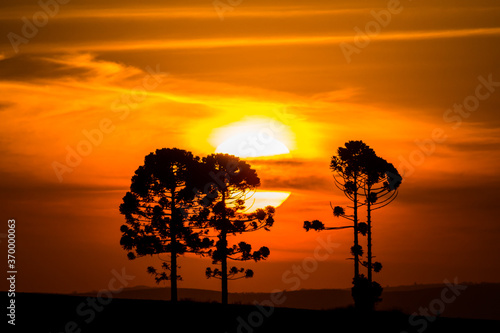 Silhouette of Araucarias at sunset, a genus of evergreen coniferous trees typical of the southern Brazil