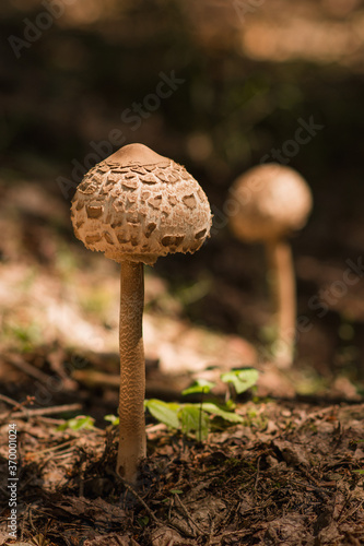 mushrooms in the forest