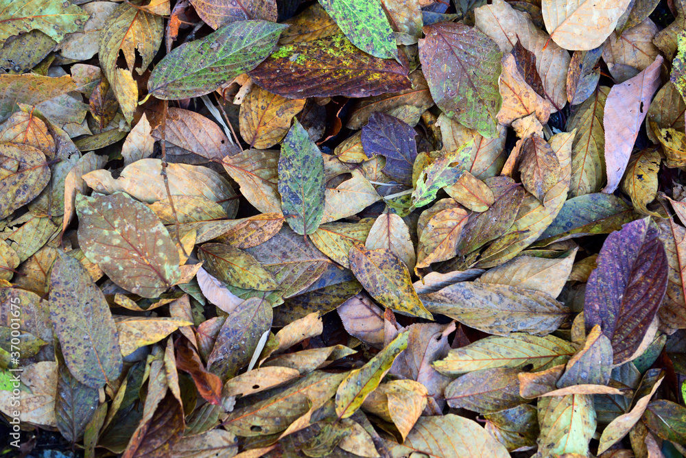 Dried leaves in many colors Dried leaves in many colors