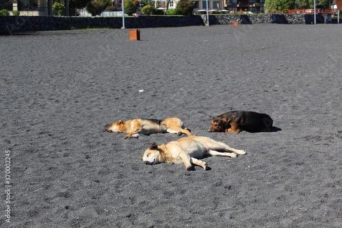 Sleeping dogs at the beach of volcanic sand