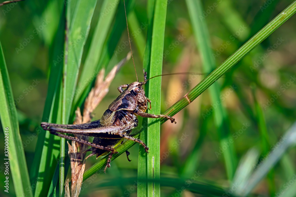 Gemeine Strauchschrecke ( Pholidoptera griseoaptera ). Gemeine Strauchschrecke ( Pholidoptera griseoaptera ).