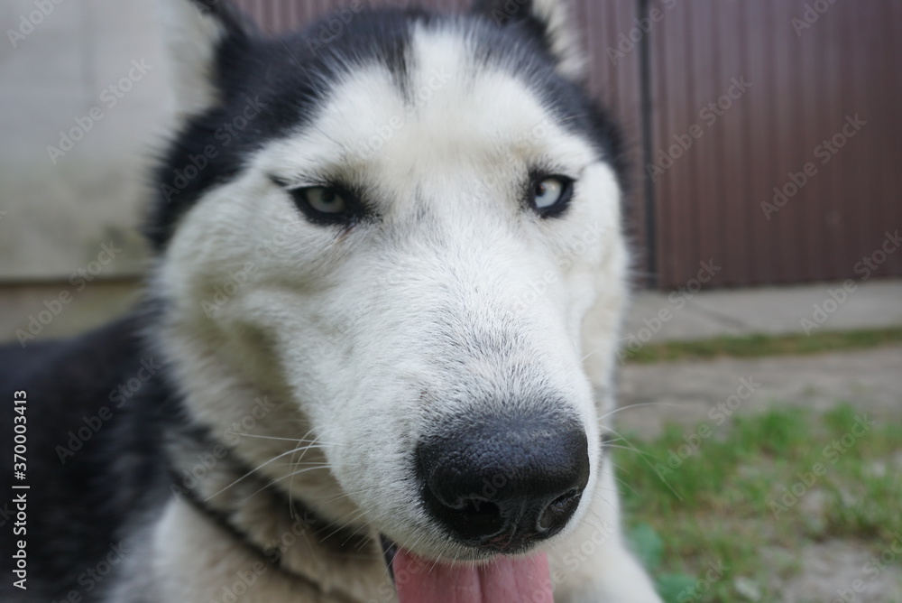 husky eyes look close up husky eyes look close up