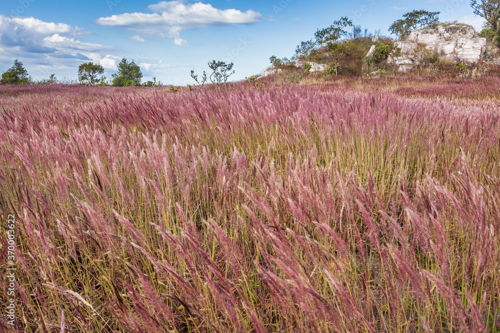 Molasses grass dancing with winds at Serra da Canastra National Park fields Molasses grass dancing with winds at Serra da Canastra National Park fields