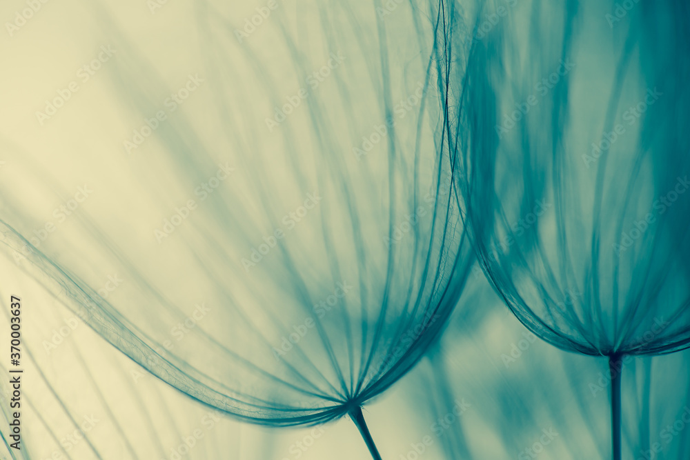 Big dandelion seed in golden sunlight. Shalow focus