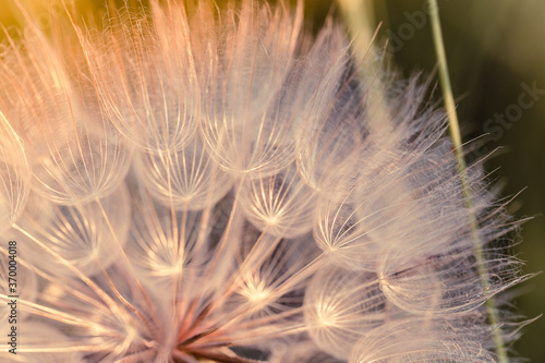 Big dandelion seed in golden sunlight. Shalow focus