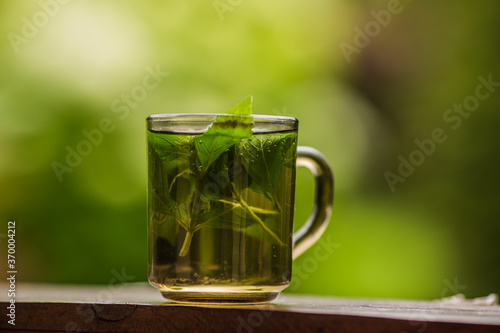 glass of freshly brewed mint tea against the background of a green garden.