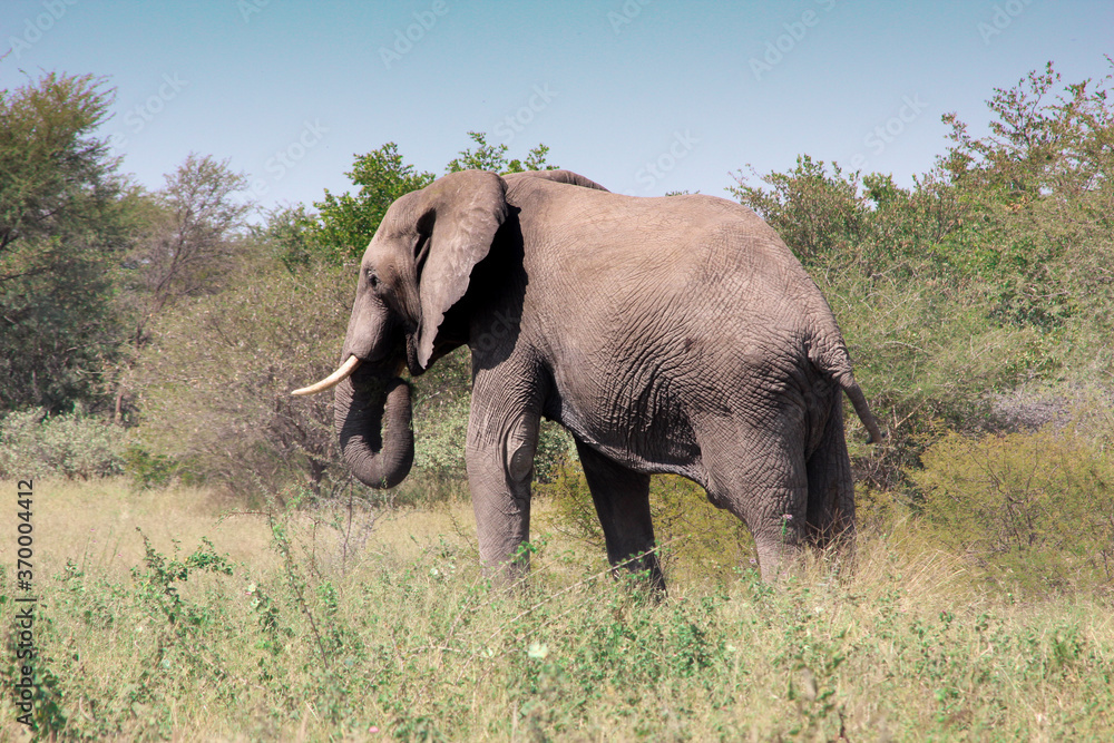 Obraz premium Éléphant