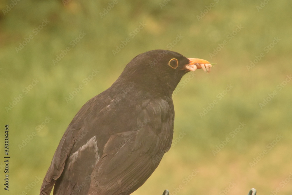 Fototapeta premium Bird with Worm in break