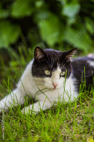 Black and white cat in the garden