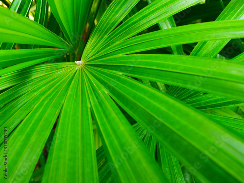 Lady palm green leaf air purify plants 