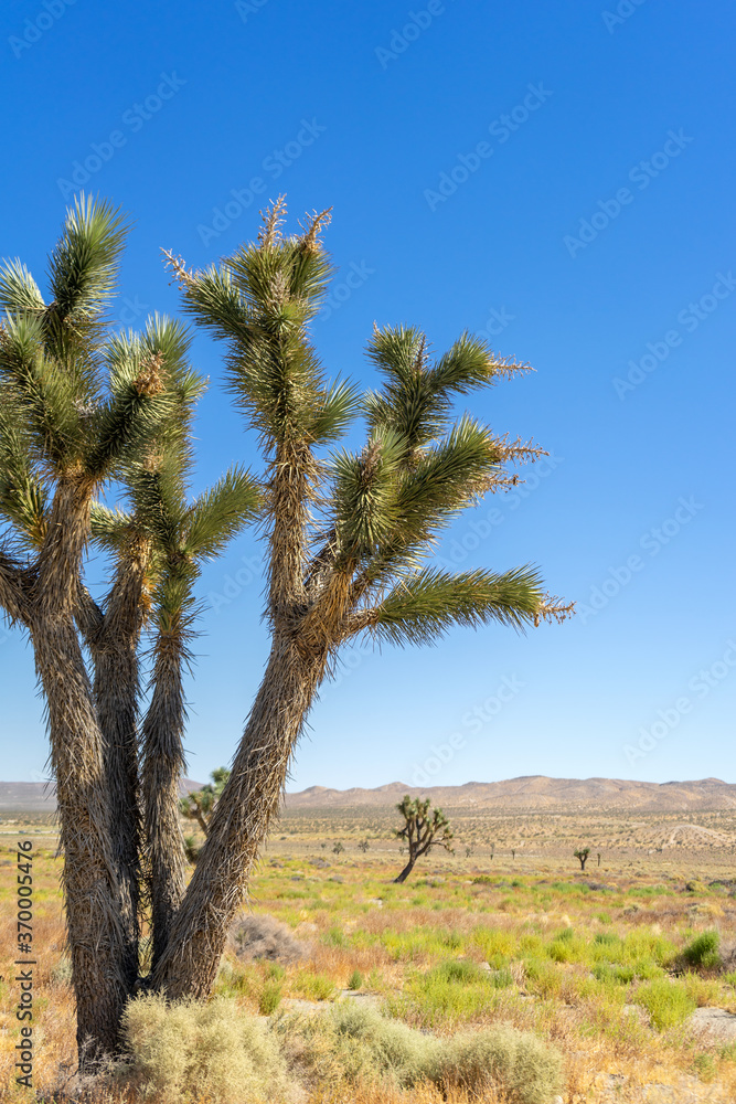A close view of a Joshua Tree in the Mojave Desert with mountains in the background