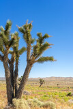 A close view of a Joshua Tree in the Mojave Desert with mountains in the background