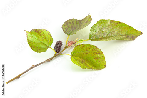 Mulberry - Leaves ans fruits with white background