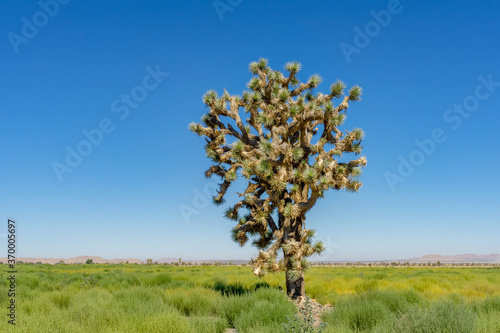 Large old Joshua Tree in a field of green desert plants in the Mojave Desert