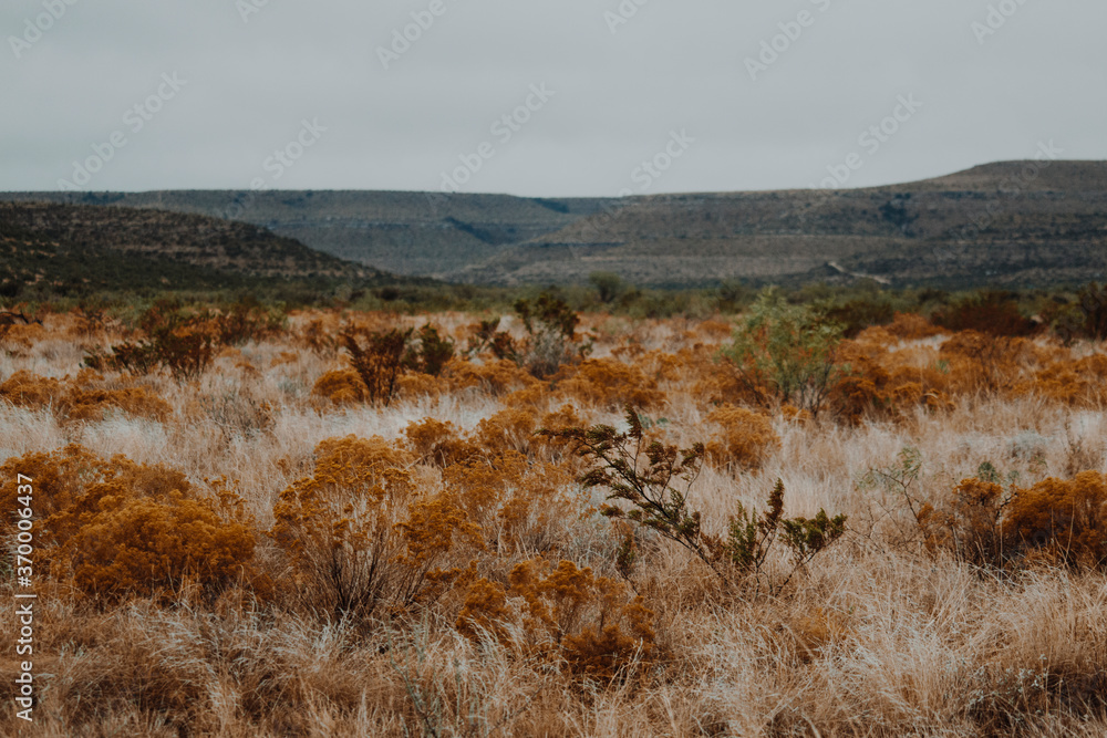 autumn in the desert of west Texas with cedar bushes autumn in the desert of west Texas with cedar bushes