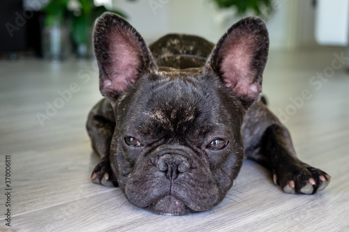 Nice French Bulldog brigee while resting  © albertobrian