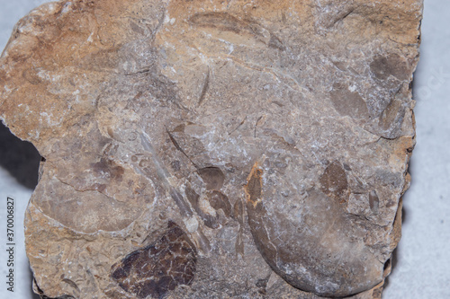 Belemnites and ammonites fossil in a sedimentary sandstone rock from a bottom od ancient ocean on  isolated background.  photo