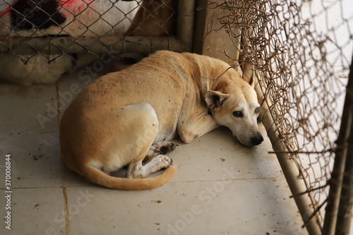 Dog shelter in Thailand, Dog Rescue