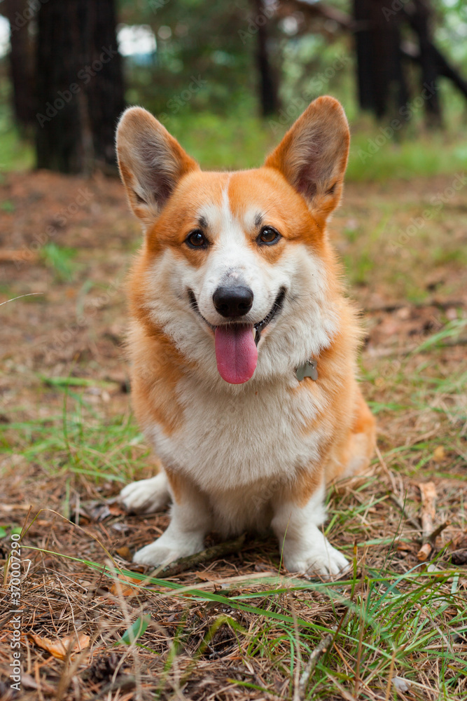 Corgi's red dog sit on the ground in the woods with his tongue stuck out