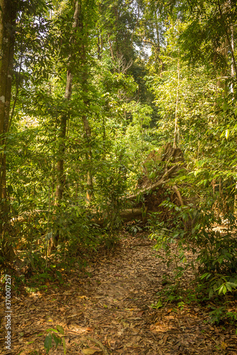 A trail through the rainforest in Gunung Leuser National Park  Bukit Lawang