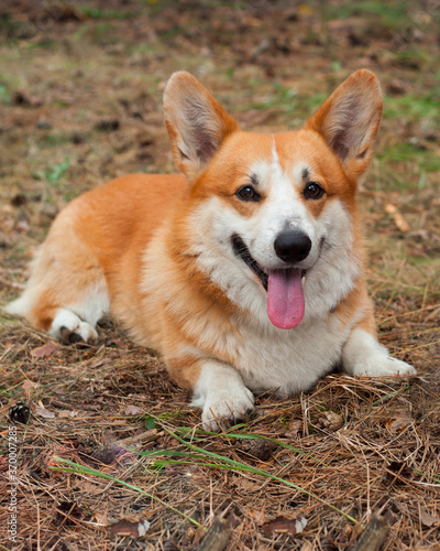 Corgi's red dog lies on the ground in the woods with his tongue stuck out