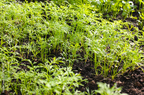 young shoots of fresh herbs for salad