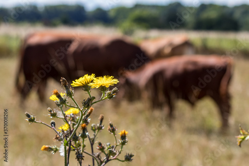 Weidewirtschaft photo