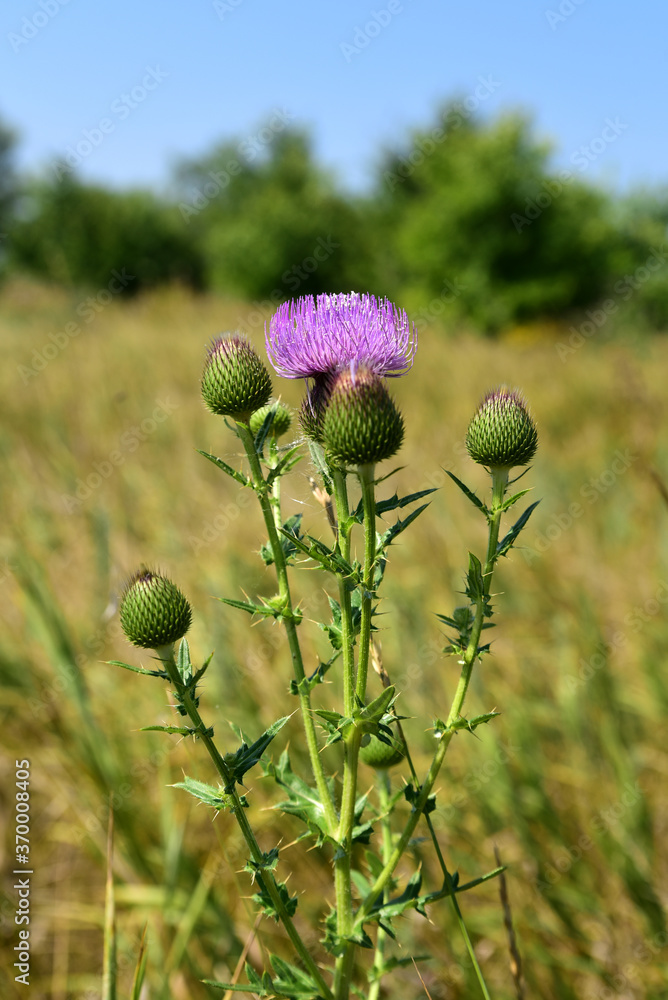 thistles on the field in the summer heat thistles on the field in the summer heat