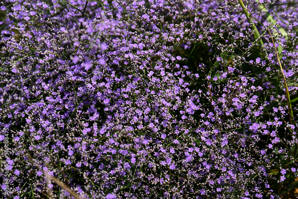 Naklejka premium blue wildflowers close up on a field