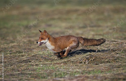 RED FOX vulpes vulpes, ADULT RUNNING