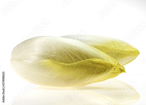 CHICORY cichorium endivia AGAINST WHITE BACKGROUND