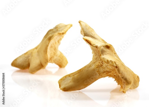 WOOD HEDGEHOG MUSHROOM hydnum repandum AGAINST WHITE BACKGROUND photo