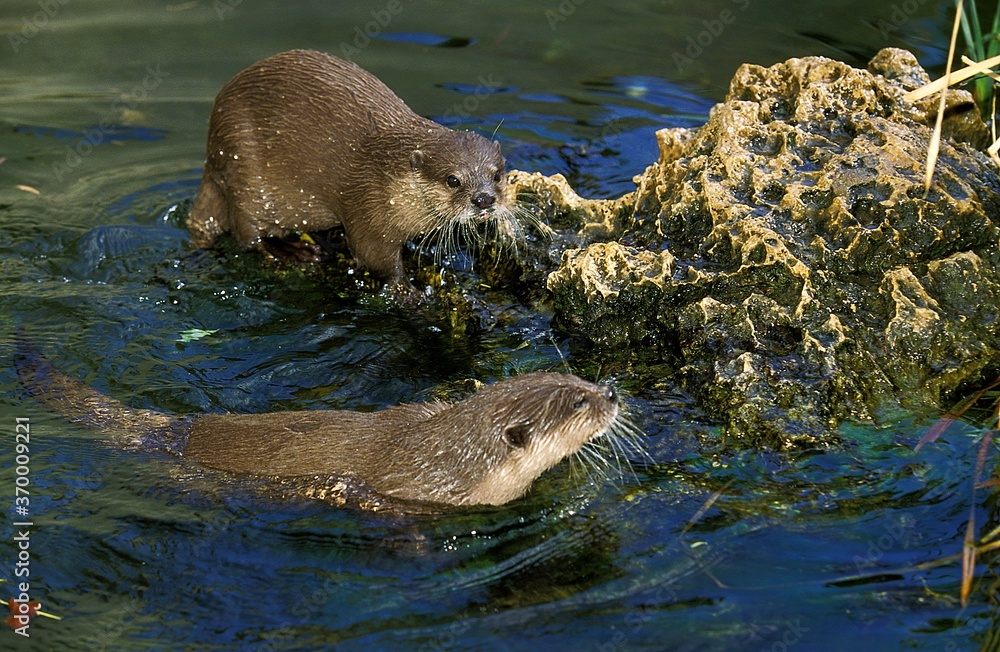 Naklejka premium SHORT CLAWED OTTER aonyx cinerea, PAIR STANDING IN WATER