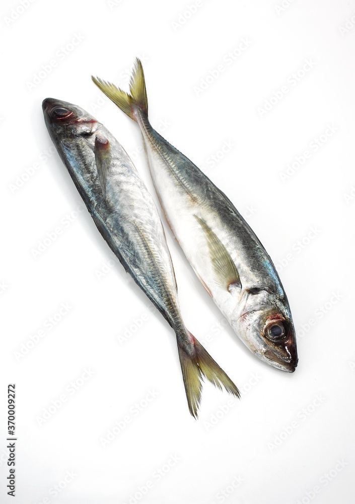 FRESH HORSE MACKEREL trachurus trachurus AGAINST WHITE BACKGROUND FRESH HORSE MACKEREL trachurus trachurus AGAINST WHITE BACKGROUND
