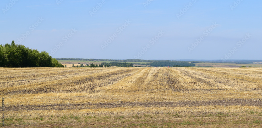 endless Russian fields in the summer