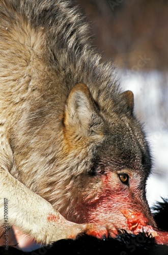 NORTH AMERICAN GREY WOLF canis lupus occidentalis, ADULT EATING KILL, BLOODY FACE, CANADA